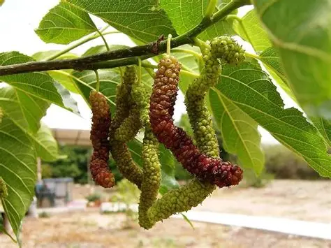 עץ תות פקיסטני